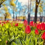Schoene Aussichten Mitten In Berlin - Il Sole