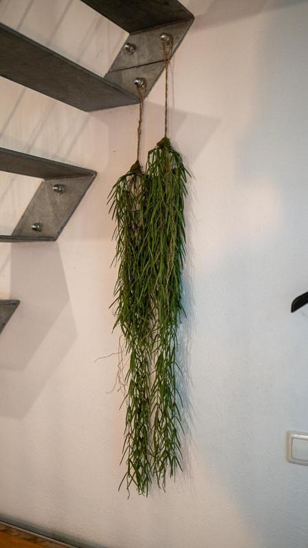 Boxi Jungle House - Unique In Friedrichshain - 3br *