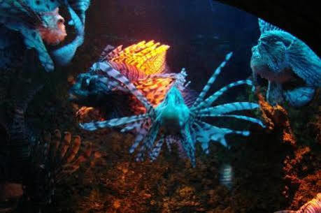 Park Aqua Dom & Sea Life 3*