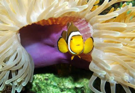 Park Aqua Dom & Sea Life Hotel
